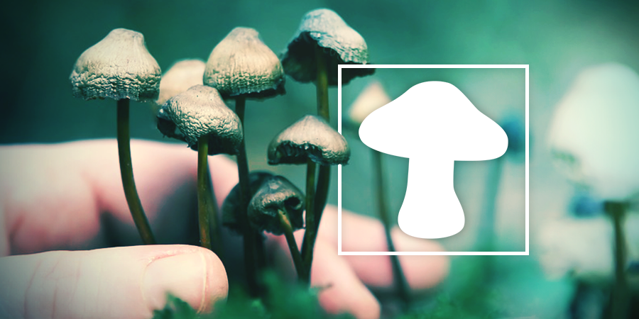 An In Depth Look At Magic Mushroom Usage An In Depth Look At Magic Mushroom Usage