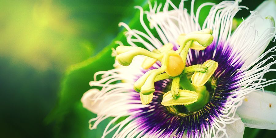 HOW DO YOU GROW PASSIONFLOWER?