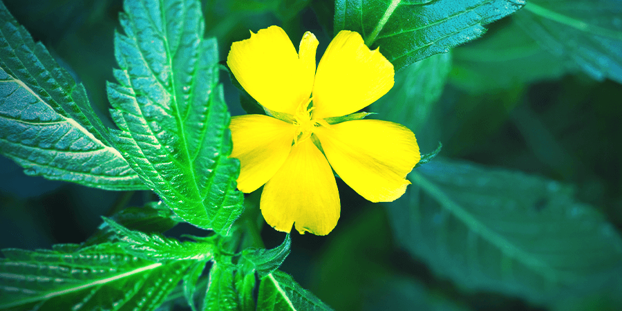 Damiana: Everything You Need To Know - Zamnesia - How Long Does Damiana Take To Work