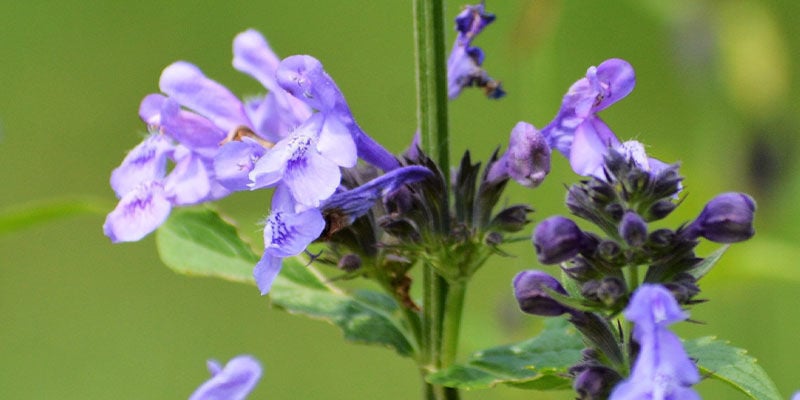 Salvia blanca - Zamnesia Blog