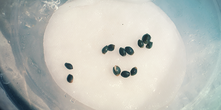 Paper Towel Germination Paper Towel Germination