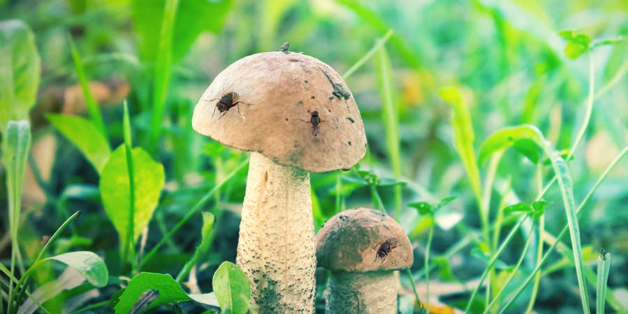 How To Deal With Magic Mushroom Flies Zamnesia