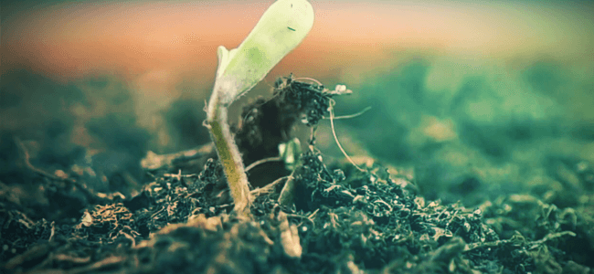 Cotyledons cotyledons cannabis