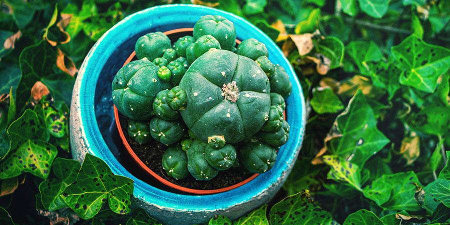 Peyote Everything You Need To Know Zamnesia