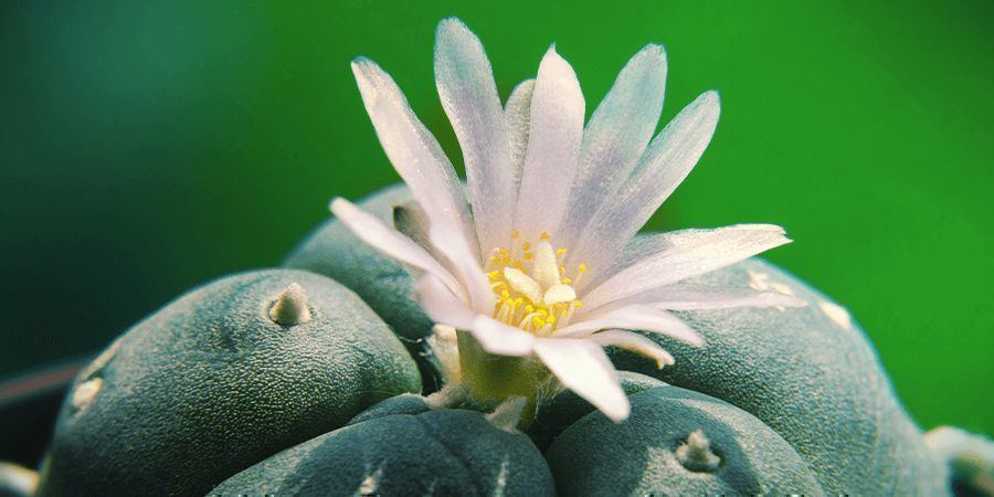 WHAT IS PEYOTE?