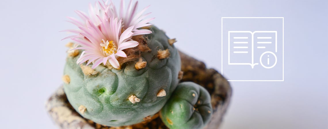 How to grow & care for peyote: A complete step-by-step guide