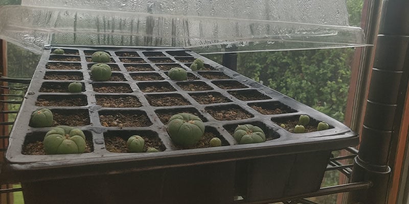 Caring for peyote seedlings (first year)