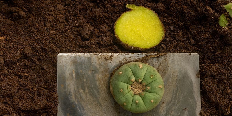 How to harvest peyote
