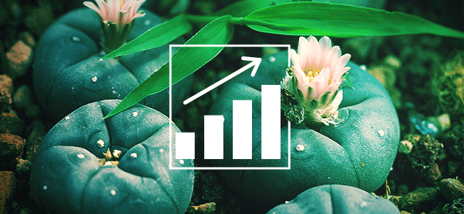 Peyote Seeds: How To Grow Your Own Peyote Cactus