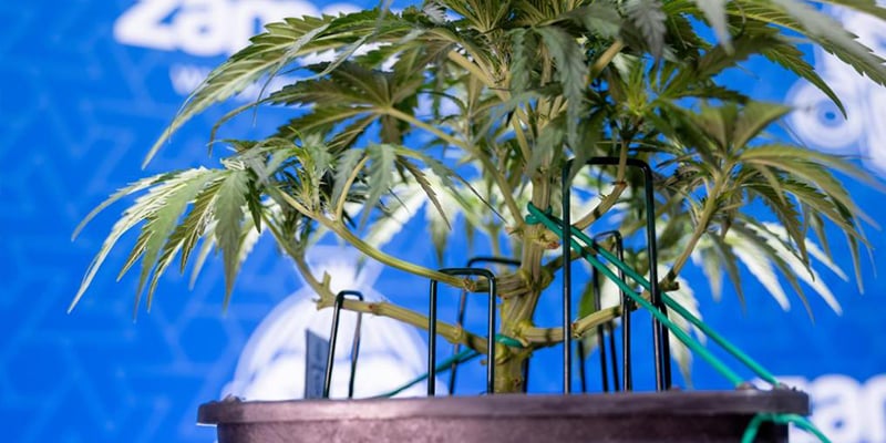 Step-by-step: How to do low-stress training