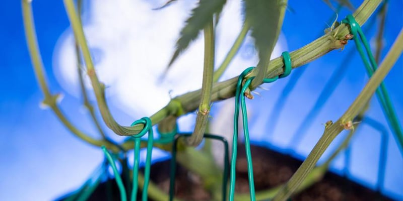 Training side branches for an even canopy