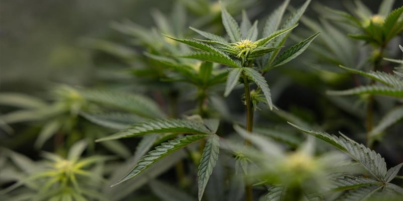 Tips and tricks for better LST results