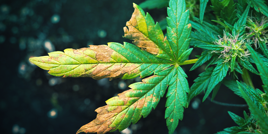 PH And Nutrient Imbalances PH And Nutrient Imbalances