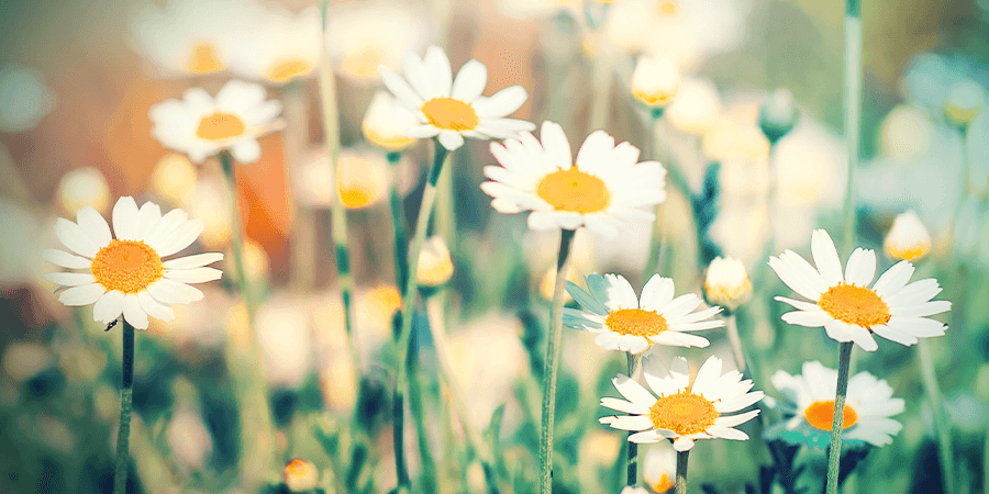 Chamomile Chamomile