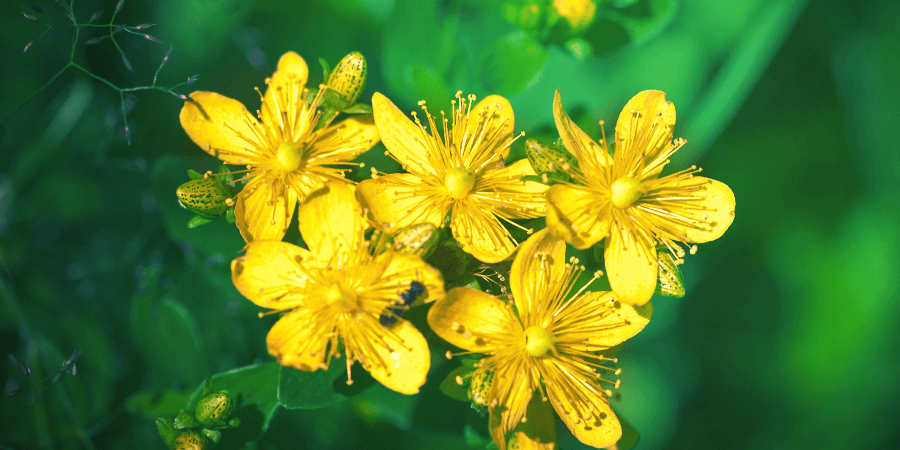 St. John's Wort