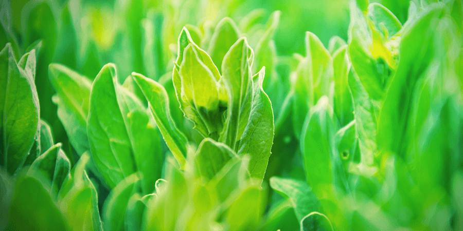 Wild Lettuce Wild Lettuce