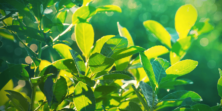 Yerba Mate