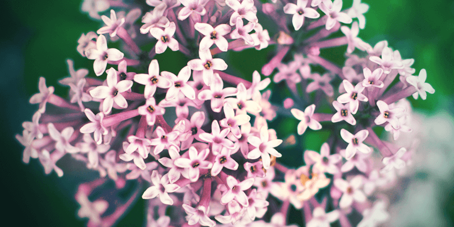 Valerian