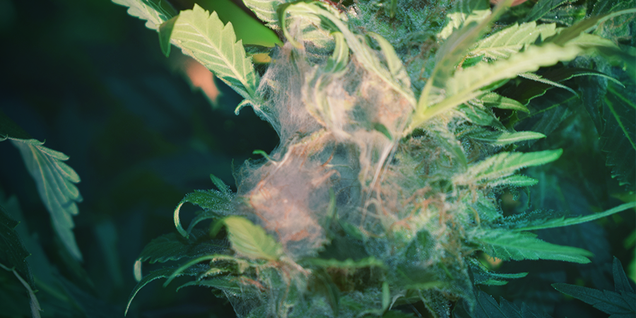 Bud rot water cure