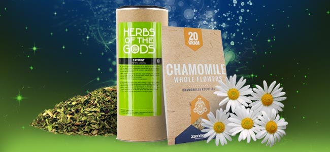 Catnip And Chamomile Catnip And Chamomile