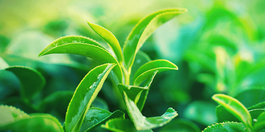 Gunpowder Tea Gunpowder Tea