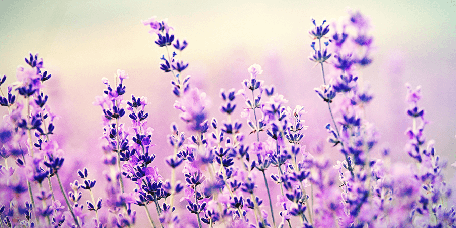 Lavender Lavender