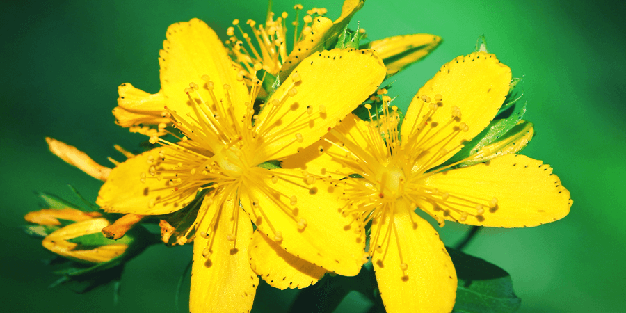 St. John's Wort St. John's Wort