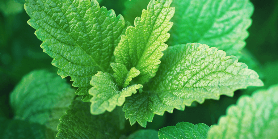Lemon Balm Lemon Balm