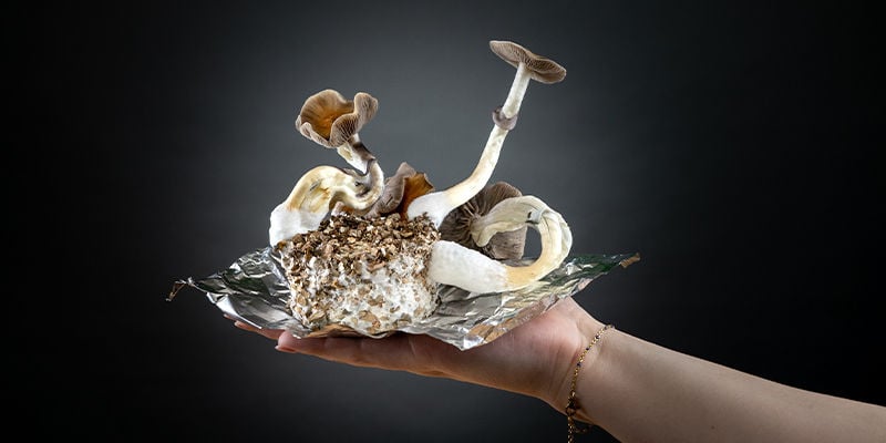 PF tek: Grow the shrooms of your dreams