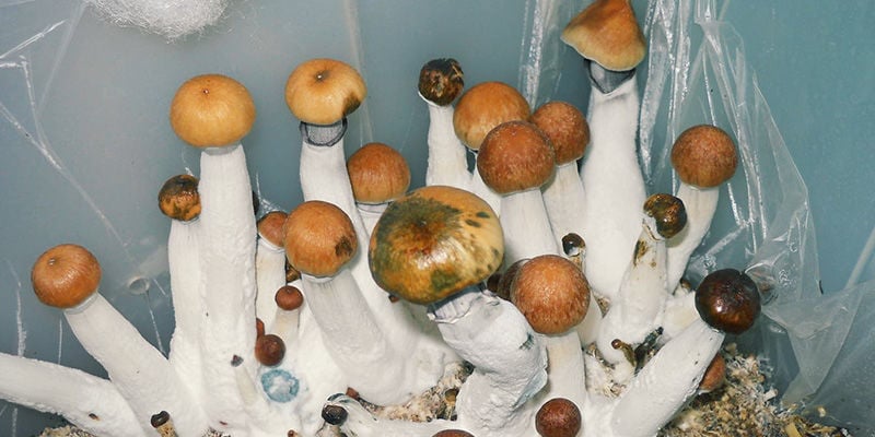 magic mushrooms Bacterial Blotch