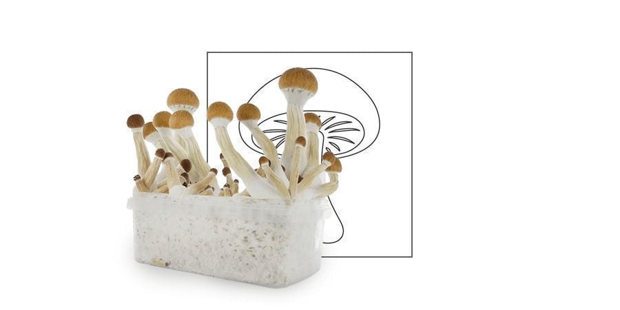 Top 10 Magic Mushrooms