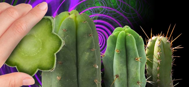 Buy Mescaline Cacti | Biggest Assortment | Best Prices ...