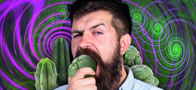 How To Dose Mescaline Cacti Properly