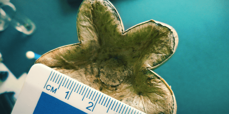 How To Dose Mescaline? HOW TO DOSE MESCALINE?