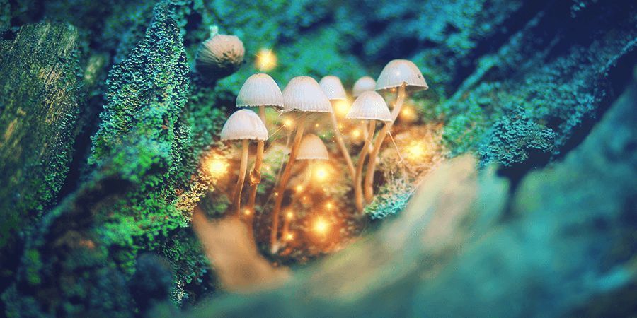 HOW TO MICRODOSE MAGIC MUSHROOMS?