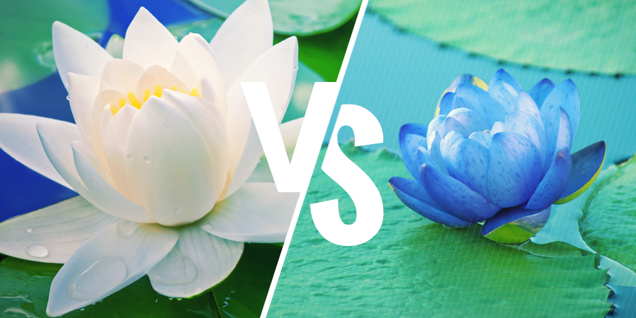 白莲花和蓝莲花有什么区别？