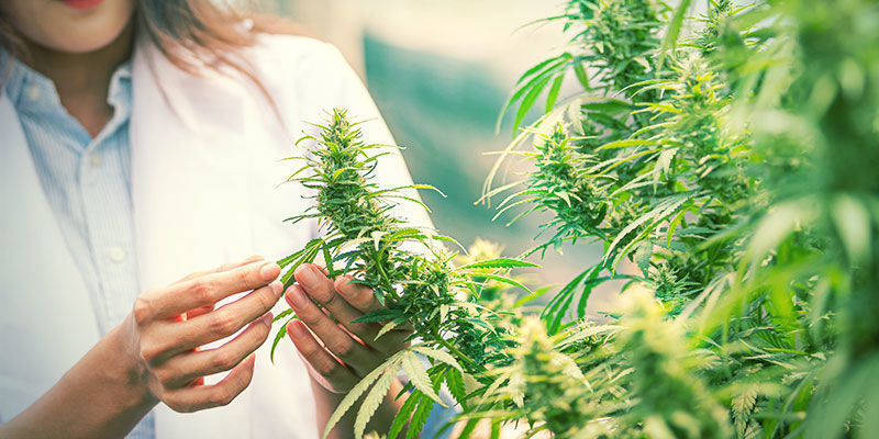 Not All Cannabis Is Created Equal