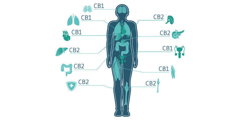 The Endocannabinoid System Relies On Balance
