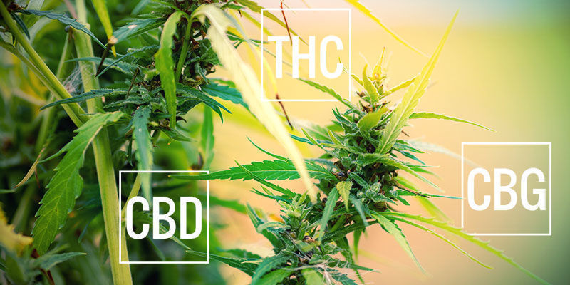 What Is Natural Cannabis?
