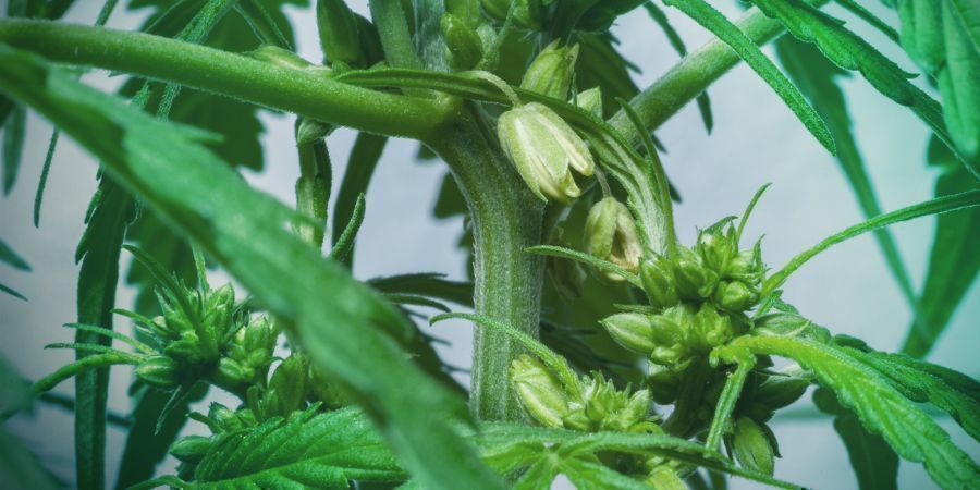 Harvesting Cannabis Pollen