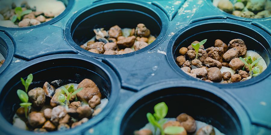 Growing Cannabis - Hydroponic Techniques