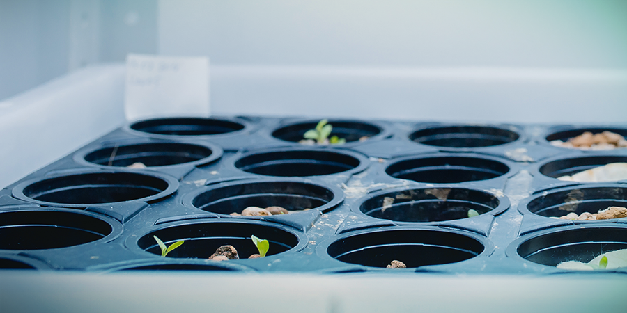 Pros Of DWC Hydroponics PROS OF DWC HYDROPONICS