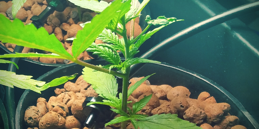 Container Build Your Own DWC System: Container