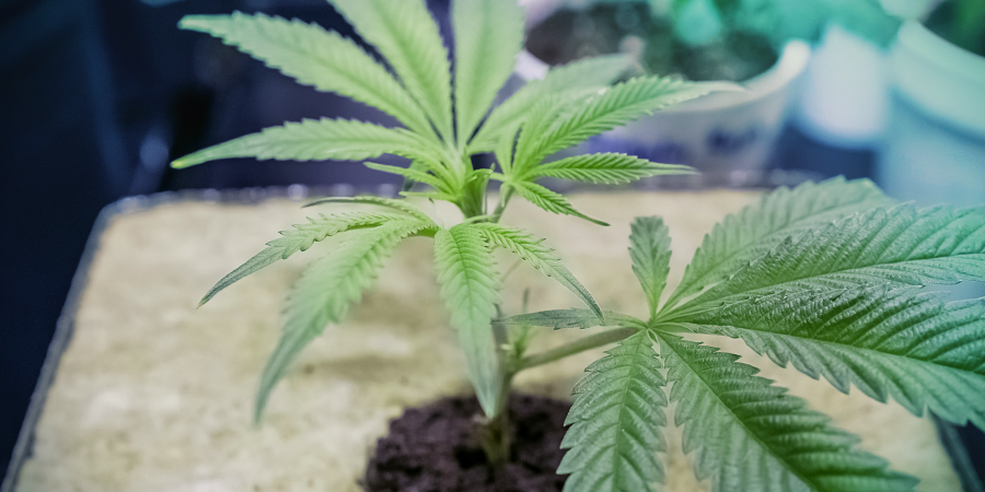 Growing Medium Build Your Own DWC System: Growing Medium