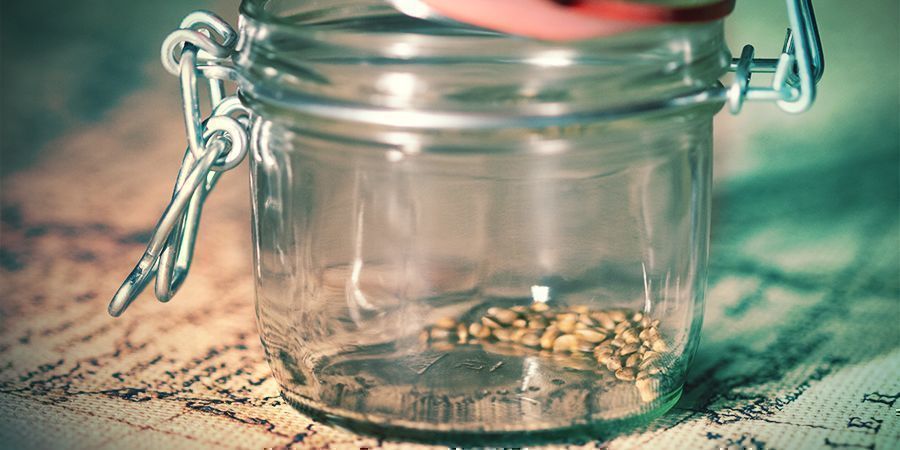 What Is The Best Way To Store Cannabis Seeds?