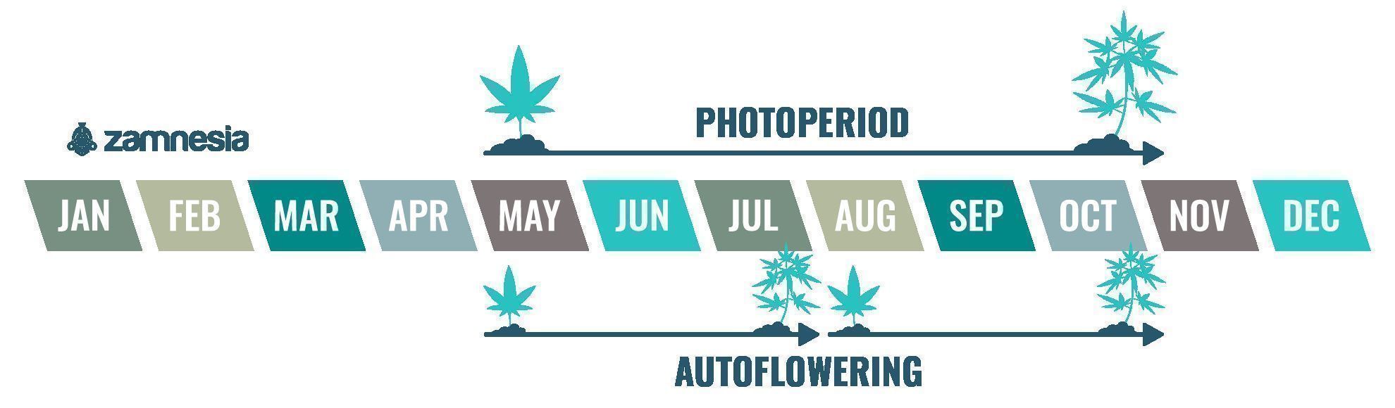 Cannabis is an annual plant