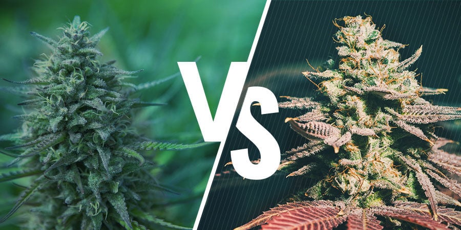 Laatste Republikeinse partij Onafhankelijk Autoflowering Versus Photoperiod Cannabis Strains - Zamnesia