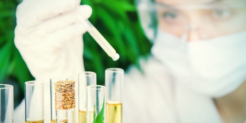 MONITORING SUGAR LEVELS IN CANNABIS