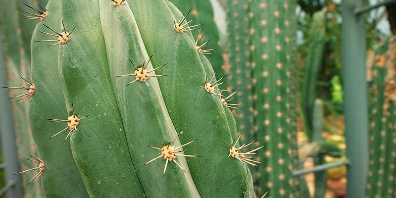 Peruvian Torch