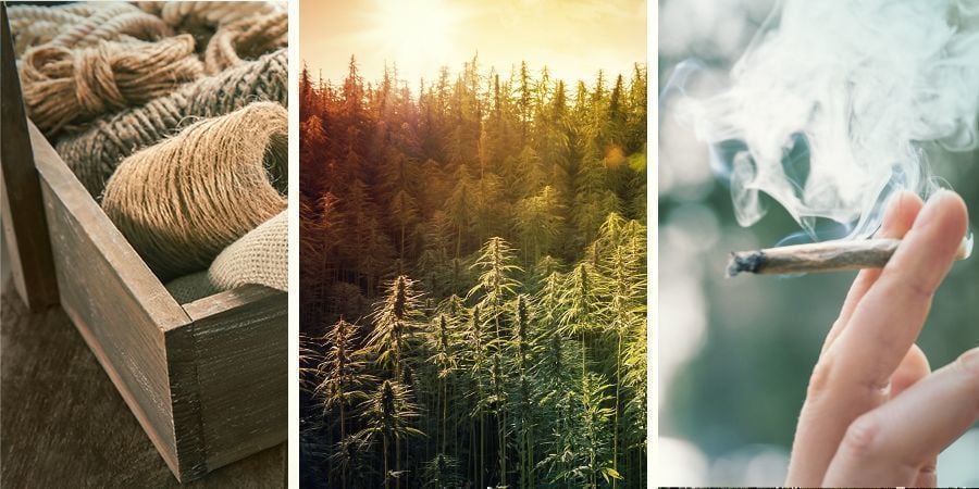 The Difference Between Hemp, Marijuana, and Cannabis